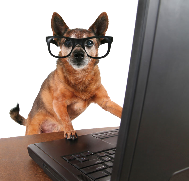 dog on laptop